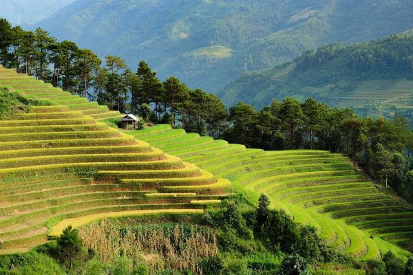 vietnam vietnam